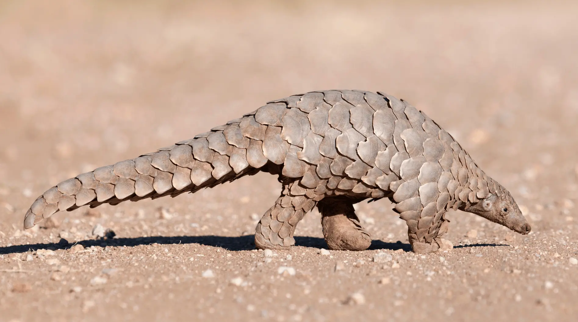 A pangolin covered in overlapping scales